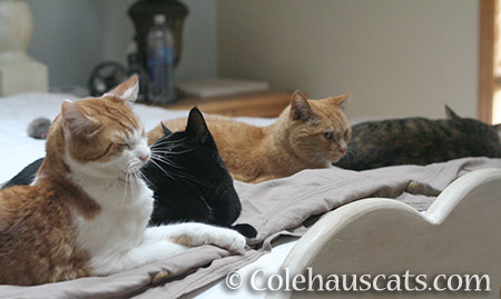 Four Colehaus Cats - 2016 © Colehauscats.com