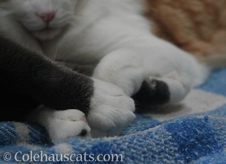 Holding paws - 2016 © Colehauscats.com