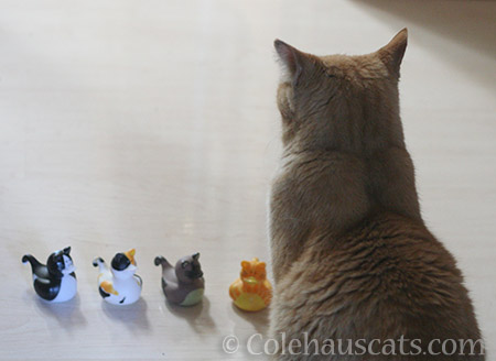 Sunny and her Kitty Duck Minions - 2016 © Colehauscats.com