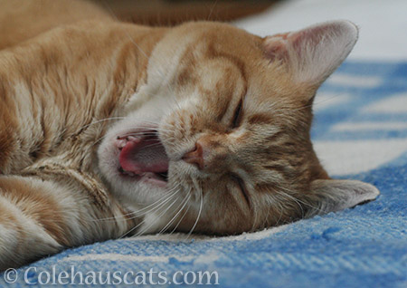 Morning bed cat Zuzu - 2016 © Colehauscats.com