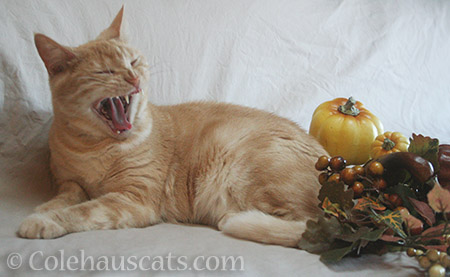 Miss Newton Thanksgiving greeting blooper - 2016 © Colehauscats.com