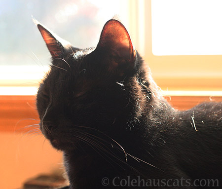 House Panther or Lint Panther - 2016 © Colehauscats.com