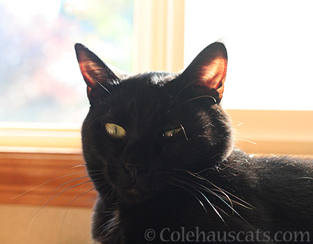 Olivia, Linty House Panther - 2016 © Colehauscats.com