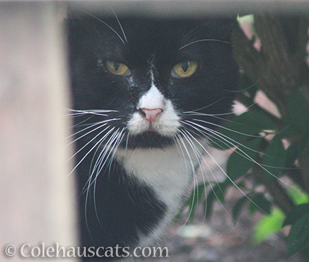 Neighbor kitty Reenie - 2016 © Colehauscats.com