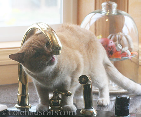 Sunny has her own personal fountain elsewhere - 2016 © Colehauscats.com