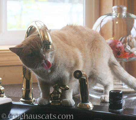 Sunny has two personal fountains, in fact. This isn't one of them. - 2016 © Colehauscats.com