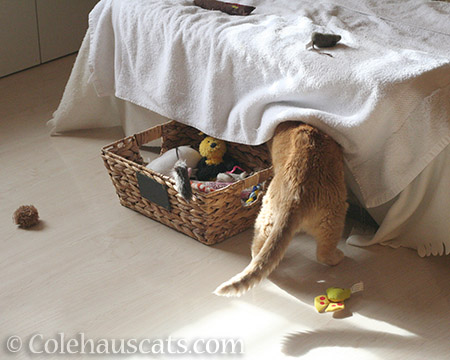 Sunny's Basket o' Toys - 2016 © Colehauscats.com