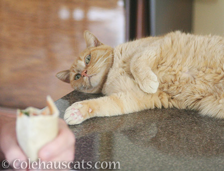 Trade a belly pet for your burrito - 2016  © Colehauscats.com