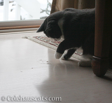 Hey! Where'd my snowball go? - 2016 © Colehauscats.com