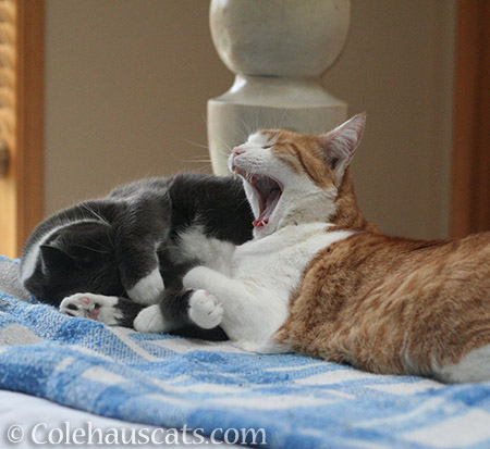 Snugglers Tessa and Quint - 2016 © Colehauscats.com