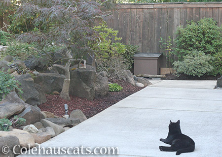 Zoey and one of the feral shelters - 2016 © Colehauscats.com