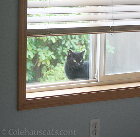 Neighbor cat Zoey peeking in - 2016 © Colehauscats.com