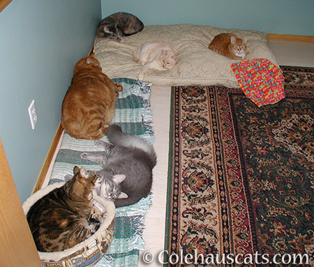 Some Colehaus Cats that came before - © Colehauscats.com