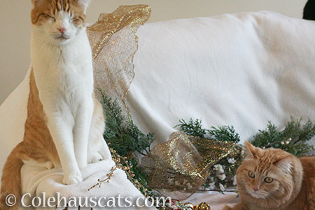 Have a very indifferent Christmas - © Colehauscats.com