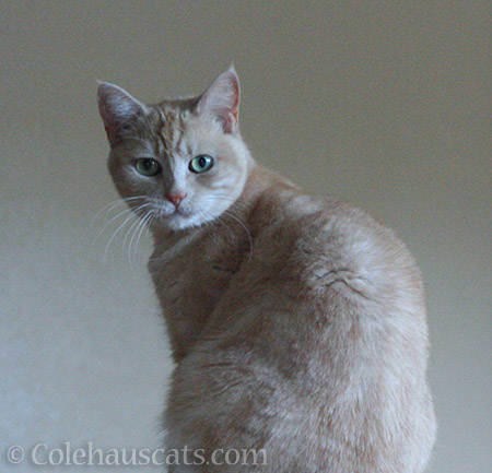 Miss Newton's official Colehaus Portrait - 2016 © Colehauscats.com