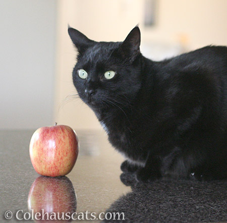 Olivia and her fruit - 2016 © Colehauscats.com