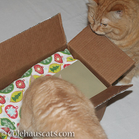 Miss Newton and Pia dive into their Secret Paws package - © Colehauscats.com