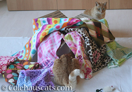 Quint makes a fort from the blankets, naturally - © Colehauscats.com