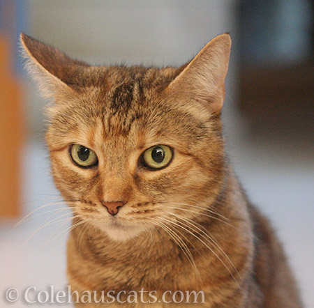 Ruby is unsure - © Colehauscats.com