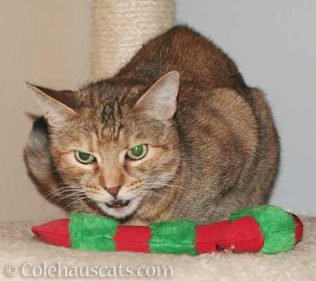 Ruby lays claim to a Yeowww Candy Cane - © Colehauscats.com