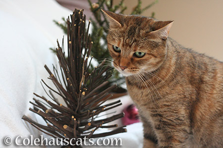 Ruby and the sad Christmas tree sticks - © Colehauscats.com