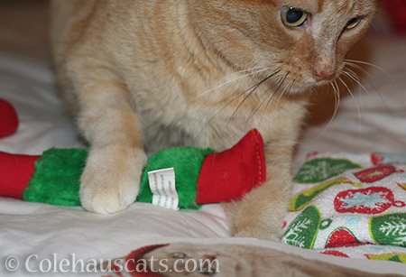 Sunny makes her Secret Paw gift selection - © Colehauscats.com