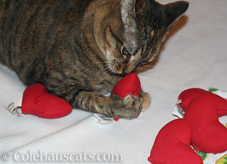 Viola loves the Yeowww hearts - © Colehauscats.com