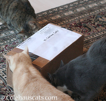 Viola, Miss Newton and Tessa inspect their Secret Paws package - © Colehauscats.com