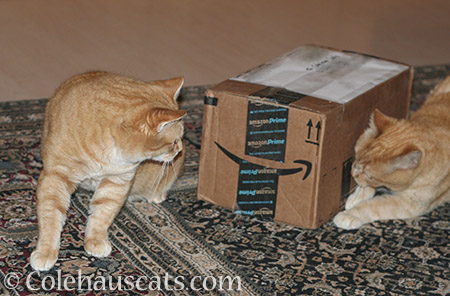 Patrol Sergeants Zuzu and Sunny inspect their Secret Paws package - © Colehauscats.com