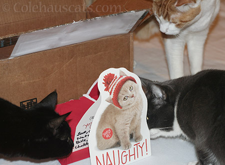 Olivia, Tessa and Quint try to find the meowing naughty cat - © Colehauscats.com