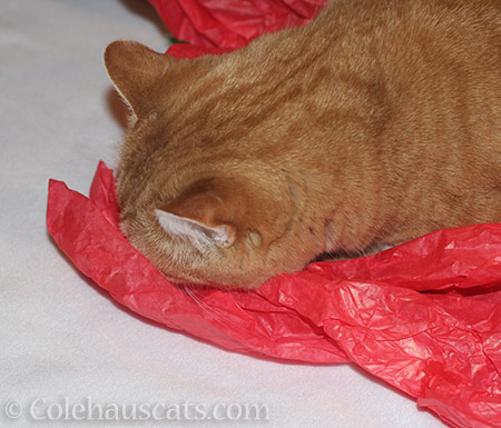 Zuzu naps with her Secret Paws crinkle paper - © Colehauscats.com