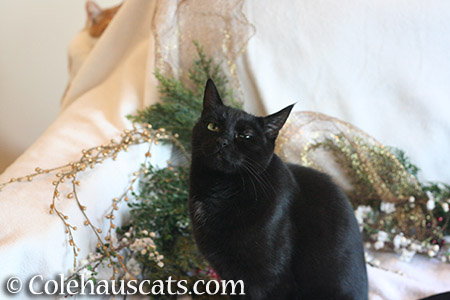 A very skeptical Christmas - © Colehauscats.com