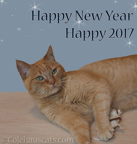 Happy New Year from Colehaus Cats - © Colehauscats.com