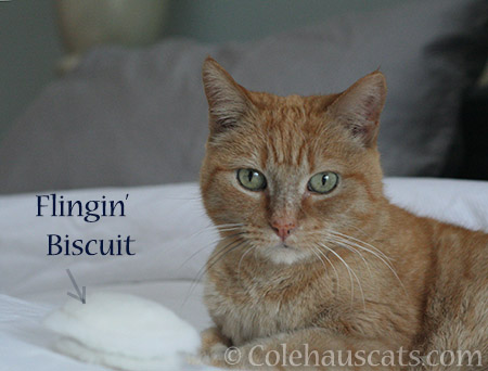 Sunny's Flingin' Biscuit #4 - © Colehauscats.com