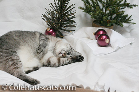 Angel Maxx and too much eggnog - © Colehauscats.com