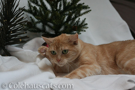 Miss Newton's whapping good Christmas - © Colehauscats.com