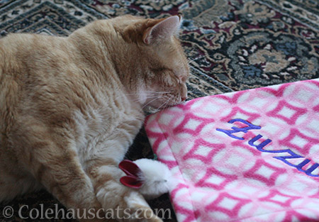 Zuzu's blanket - © Colehauscats.com