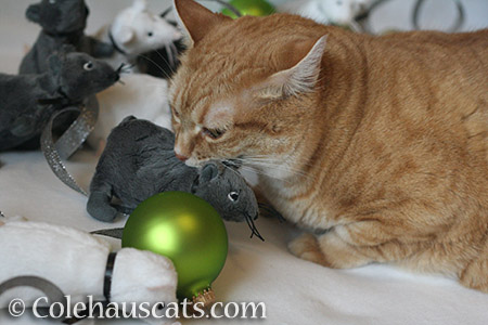 Zuzu keeping the Christmas Minions in line - © Colehauscats.com