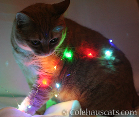 Patrol Sergeant Zuzu inspects our mini lights for compliance - © 