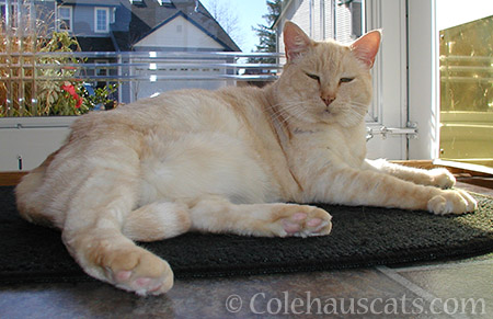 Skitters - © Colehauscats.com