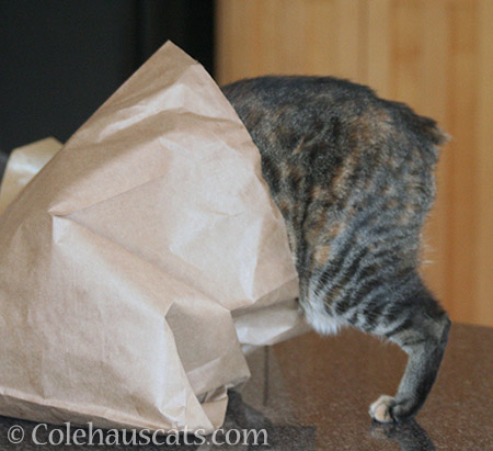 To the bottom of a bag - © Colehauscats.com