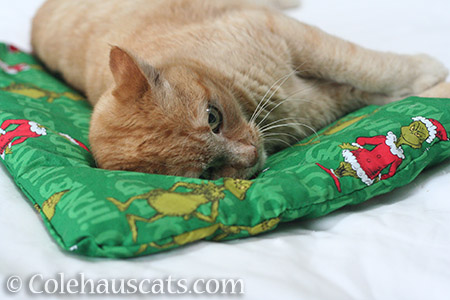 I'm going to lay here forever - © Colehauscats.com