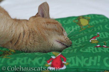 Sunny and "her" Grinchy mat - © Colehauscats.com