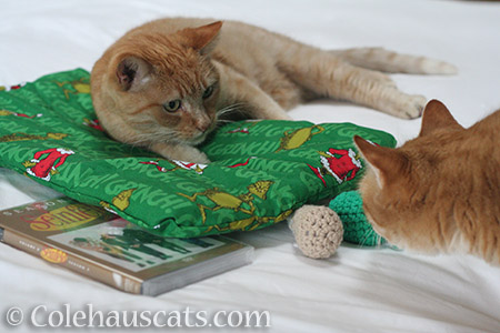 These gifts need inspecting! - © Colehauscats.com