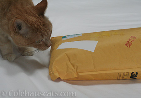 A package! - © Colehauscats.com