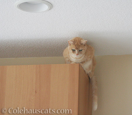Miss Newton up high - © Colehauscats.com