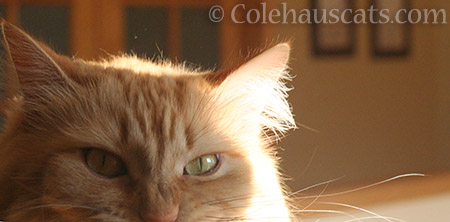 Unhappy Pia - © Colehauscats.com