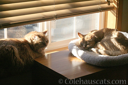 Pia and Sunny sunning - © Colehauscats.com