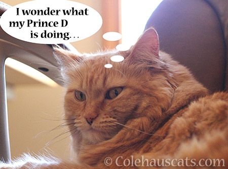 Ginger Princess Pia wonders - © Colehauscats.com