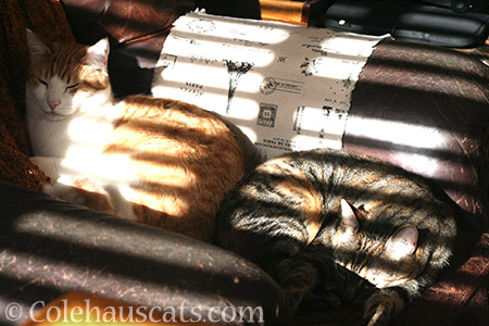 Quint and Viola sunning in stripey sun - © Colehauscats.com